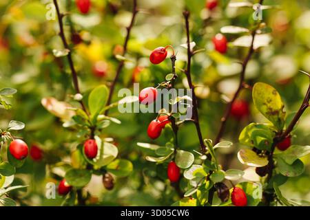 Arbusto di mirtilli con primo piano di frutti rossi. Berberis piantata in giardino. Frutti autunnali naturali sui rami. Dettagli di sfondo botanico. Foto Stock
