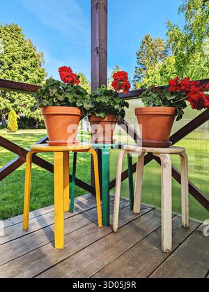 Gerani rossi luminosi in pentole di terracotta disposte su sgabelli colorati, veranda rustica in legno con prato e alberi verdi, allegro umore estivo Foto Stock