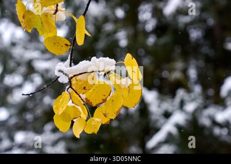 Foglie di pioppo autunnali e neve fresca. La neve fresca cade su un albero di pioppo con foglie autunnali. Foto Stock