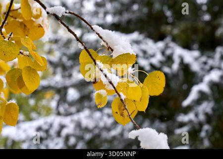 Neve fresca e foglie di Aspen autunnali. La neve fresca cade su un albero di pioppo con foglie autunnali. Foto Stock