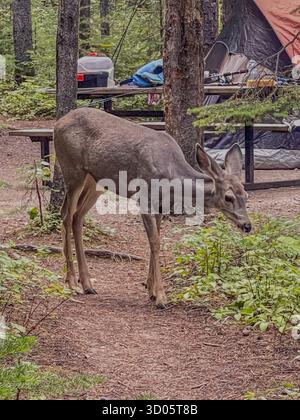 Un cervo solitario giace in un campeggio nella foresta con tende e un tavolo da picnic, creando una tranquilla atmosfera all'aperto. L'immagine trasmette la natura, la solitudine, la fauna selvatica Foto Stock