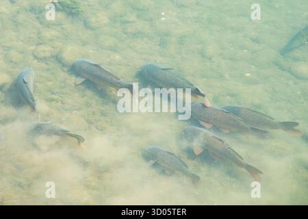 Italia, Lombardia, crema, Parco del serio, carpe selvatiche nel fiume serio Foto Stock