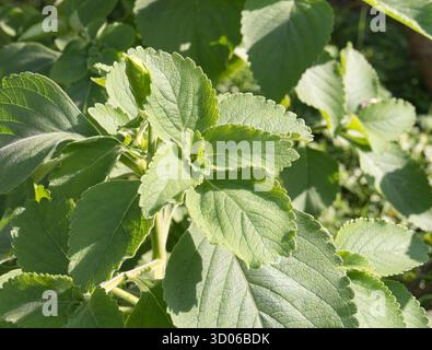 Piantare il coleus indiano che cresce con la luce del sole nel giardino all'aperto con vista ravvicinata Foto Stock
