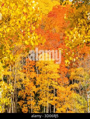 Le foglie di pioppo gialle sulle montagne mostrano colori autunnali e colori autunnali nel Parco Nazionale della Foresta di Santa Fe - paesaggio montano del New Mexico Foto Stock