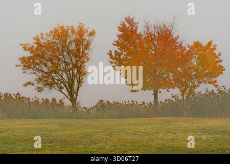 Tre alberi decidui con foglie giallo-arancio in campo nebbioso. L'erba alta e la nebbia creano un paesaggio autunnale dall'atmosfera suggestiva. Foto Stock