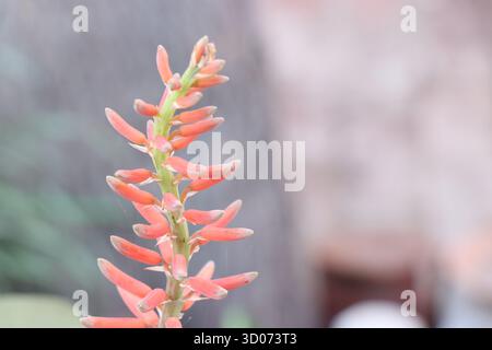 I fiori di aloe vera hanno antiossidanti e possono essere utilizzati per preparare tisane per la digestione o per coloranti ornamentali e naturali. Per il raccolto, asciutto Foto Stock