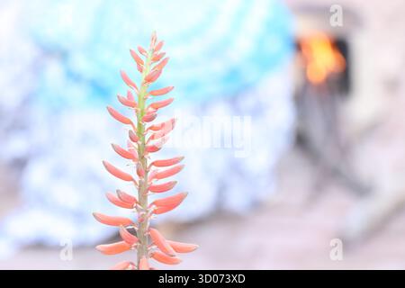 I fiori di aloe vera hanno antiossidanti e possono essere utilizzati per preparare tisane per la digestione o per coloranti ornamentali e naturali. Per il raccolto, asciutto Foto Stock
