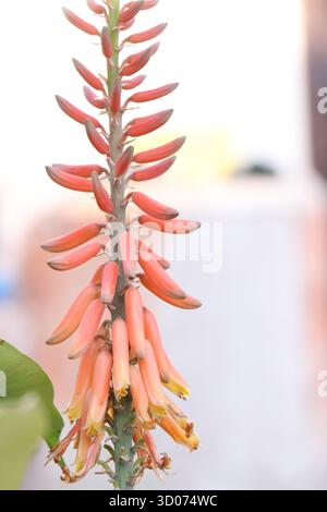 I fiori di aloe vera hanno antiossidanti e possono essere utilizzati per preparare tisane per la digestione o per coloranti ornamentali e naturali. Per il raccolto, asciutto Foto Stock