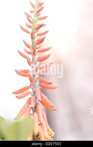 I fiori di aloe vera hanno antiossidanti e possono essere utilizzati per preparare tisane per la digestione o per coloranti ornamentali e naturali. Per il raccolto, asciutto Foto Stock
