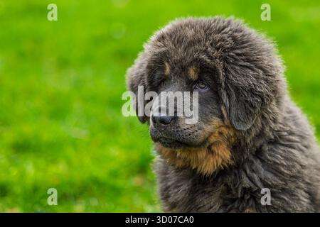 Cucciolo femmina tibetano Mastiff ritratto Foto Stock