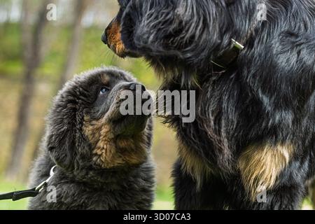 Cucciolo femminile Mastino tibetano e cucciolo tibetano Mastiff Foto Stock