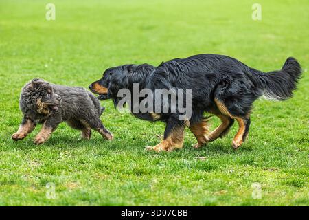Cucciolo femmina tibetano Mastiff ritratto che scappa dal grande cane Hovawart Foto Stock