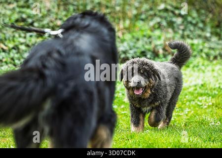 Cucciolo femmina tibetano Mastiff cammina di fronte al grande cane Foto Stock