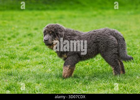 Cucciolo femmina tibetano Mastiff ritratto nel parco Foto Stock