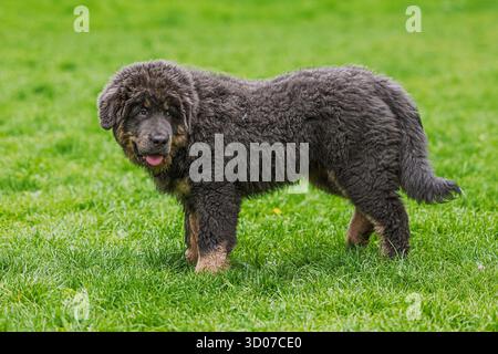 Cucciolo femmina Mastiff tibetano sull'erba Foto Stock