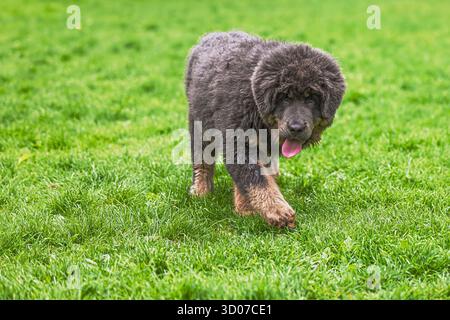 Cucciolo femmina Mastiff tibetano sull'erba è in una passeggiata Foto Stock