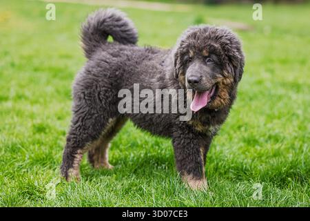 Cucciolo femminile Mastiff tibetano esibito in piedi Foto Stock
