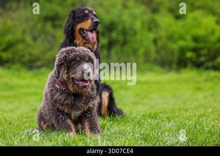 Cucciolo femminile ritratto tibetano Mastiff e il cane Hovawart sullo sfondo Foto Stock
