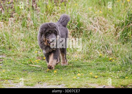 Il cucciolo femminile tibetano Mastiff va a terra Foto Stock