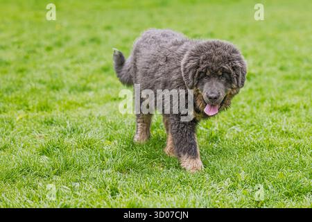 Cucciolo femmina tibetano Mastiff ritratto che guarda nell'obiettivo Foto Stock