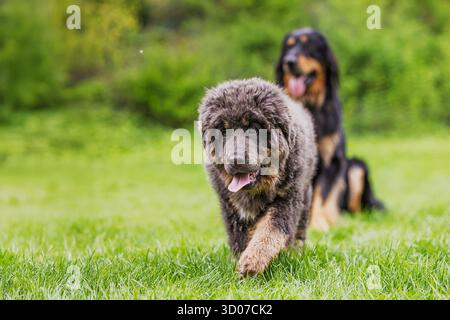 Cucciolo femmina Mastiff tibetano ritratto cucciolo Mastiff tibetano con sfondo cane Foto Stock