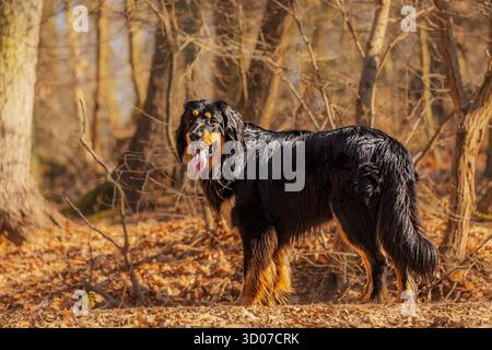 Maschio nero e oro Hovie cane hovawart nella foresta Foto Stock