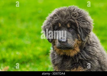 Cucciolo femmina Mastiff tibetano ritratto primo piano Foto Stock