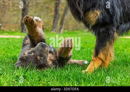 Cucciolo femmina cucciolo tibetano Mastiff steso sotto un cane grande Foto Stock
