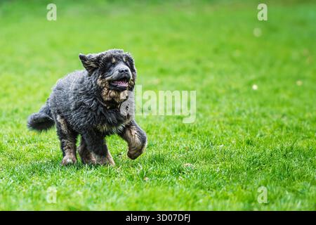 Cucciolo femmina Mastiff tibetano che corre sull'erba Foto Stock