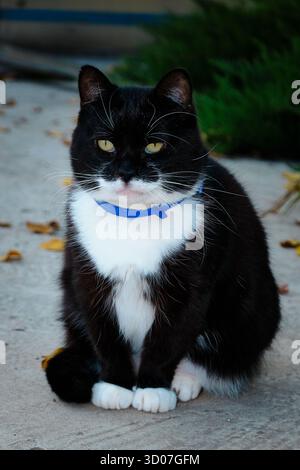Gatto smoking bianco e nero seduto all'aperto su un sentiero di cemento con un collare blu. Foto Stock