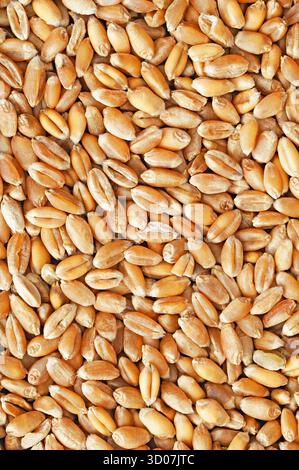 Chicchi di grano vicino fino Foto Stock