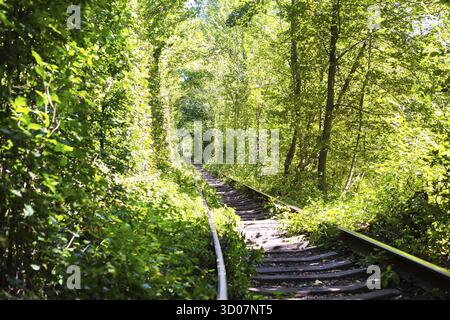 Tunnel naturale dell'amore formato da alberi in Ucraina, Klevan Foto Stock