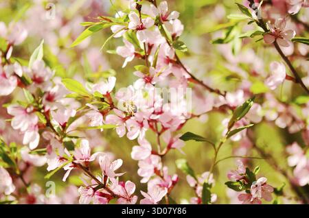 Fiori di ciliegio di bellezza con ape Foto Stock