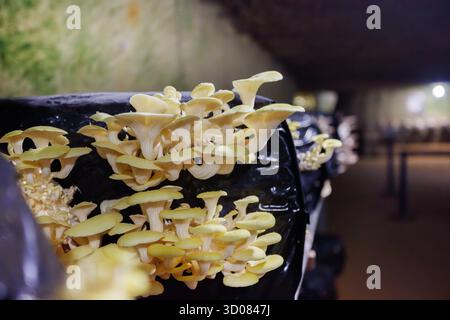 Fila di sacchetti di substrato di funghi in un ambiente sotterraneo poco illuminato Foto Stock