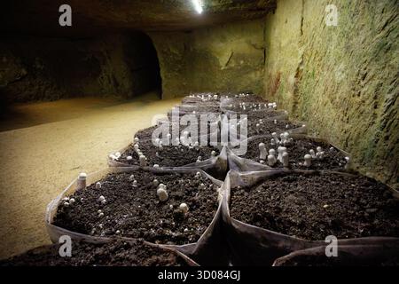 Coltivazione sotterranea di funghi con sacchi di terreno disposti in file Foto Stock