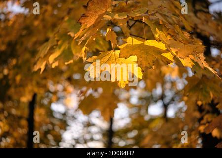 Foglie d'acero dorato illuminate dalla luce del sole in autunno Foto Stock