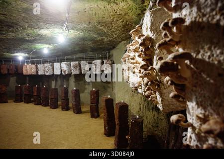 I funghi shiitake crescono da sacchi di substrato nella grotta sotterranea Foto Stock