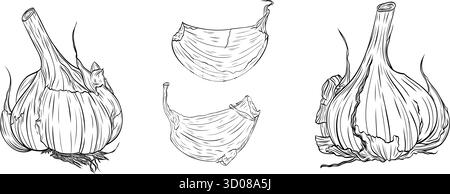 Set, clip art del disegno monocromatico di spezie profumate della testa e dello spicchio d'aglio isolato su sfondo bianco Illustrazione Vettoriale