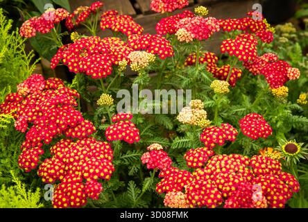 Mappleborough Green Garden Centre Foto Stock