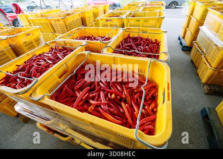 Immagine di alta qualità che mostra i peperoncini rossi appena raccolti ordinatamente conservati in casse di plastica gialle in un centro di raccolta agricola in Malesia. Il Foto Stock