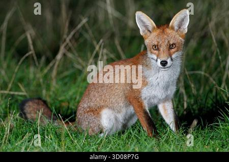 FOX (Vulpes vulpes) seduta in un campo di notte, Regno Unito. Foto Stock