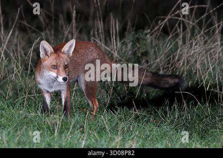 FOX (Vulpes vulpes) che forgia in un campo di notte, Regno Unito. Foto Stock