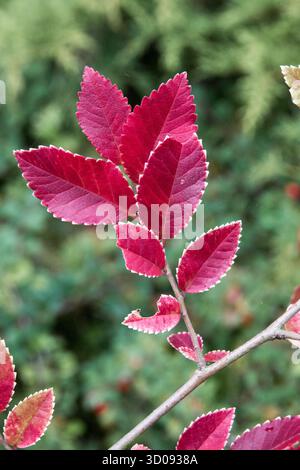 Red Turning lascia piccola cultivar piccola cultivar Lacebark Elm Ulmus parvifolia Foto Stock