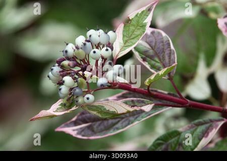 Legno di Dogwood siberiano variegato Tatariano bacche di legno di Dogwood cortecciato rosso Cornus alba "Sibirica variegata" Foto Stock