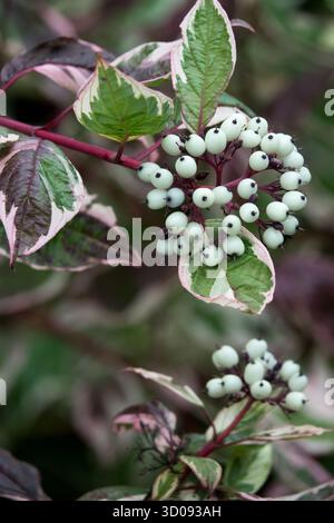 Il Tatarian Dogwood Cornus alba variegava il Dogwood Siberiano il Red Barked Dogwood Foto Stock