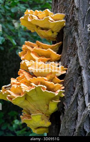 Il polpo di zolfo Laetiporus sulfureus cresce sul tronco dell'albero Foto Stock