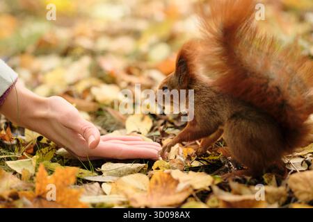 Uno scoiattolo rosso tiene una noce dopo averla presa da una mano umana tra le foglie autunnali Foto Stock