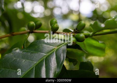 Chicchi di caffè ARABIKA verdi sul loro ramo. Foto Stock
