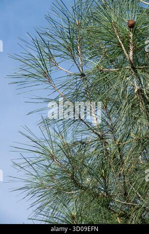 California Foothill Pine, Needles Foliage, Digger Pone Cone Pinus sabiniana Pinus sabineana Foto Stock