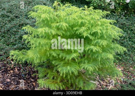 Cedro giapponese, Cryptomeria japonica "elegans Viridis", piccolo albero Evergreen in giardino Foto Stock